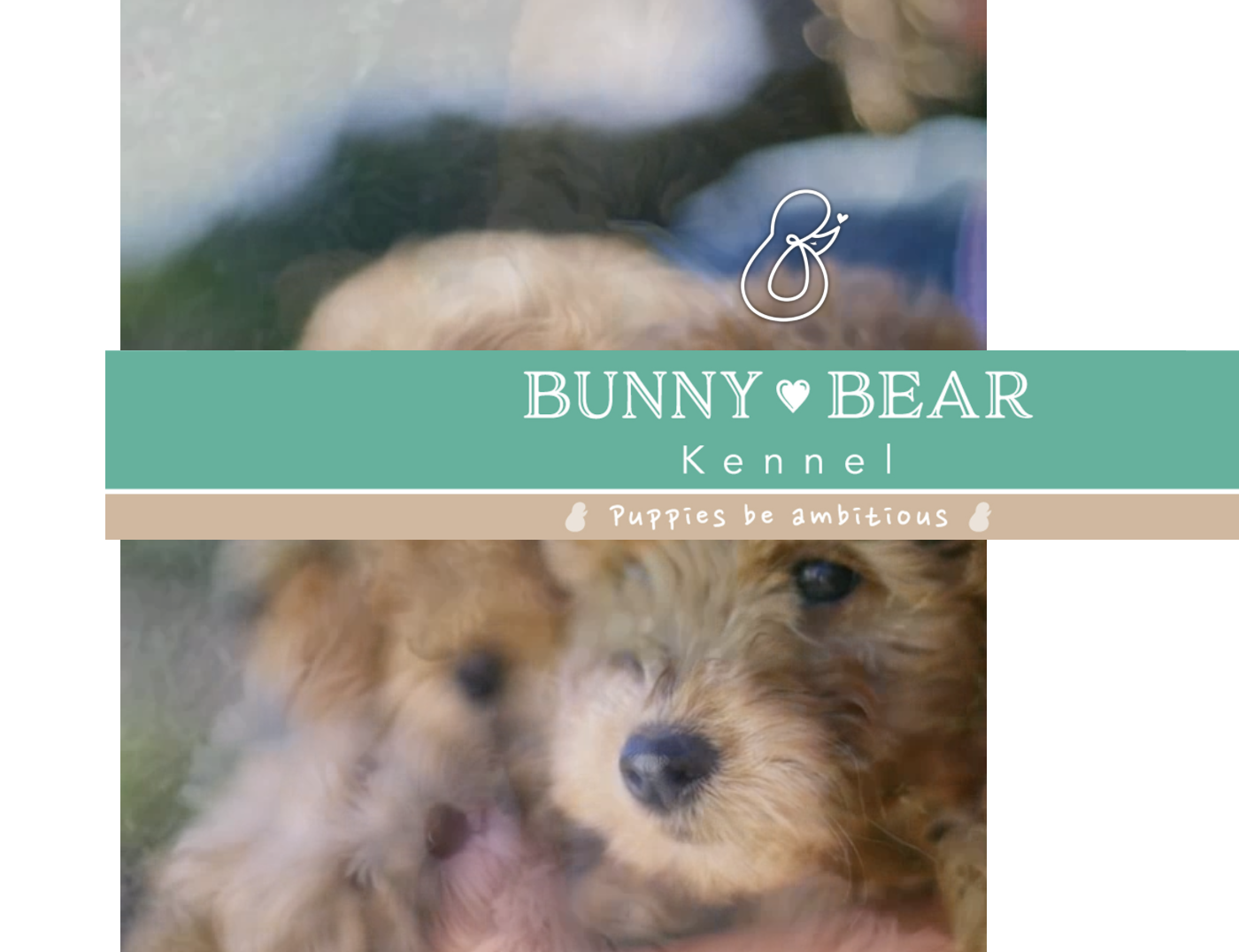 Bunny Bear公式サイト